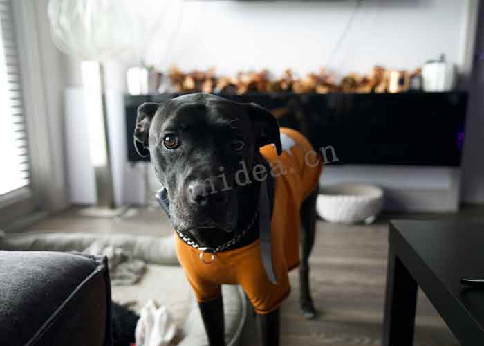 PET CLOTHING