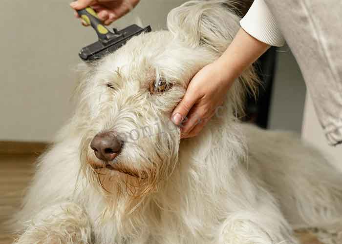 PET COMB